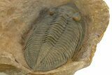 Stunning Zlichovaspis Trilobite - Orange Eye Preservation #334925-4